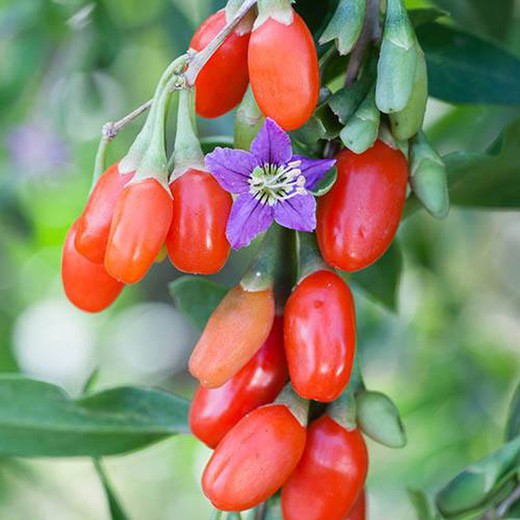 Goji