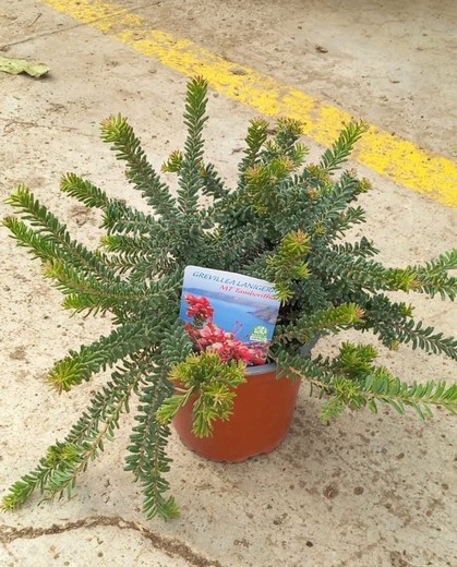 Grevillea Mount Tamboritha