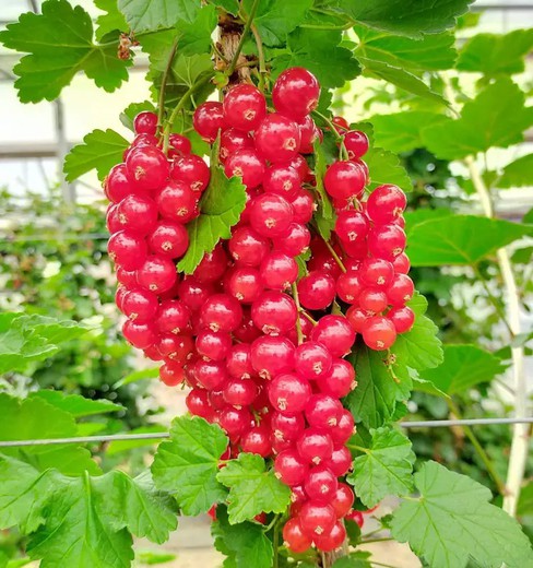 groseilles rouges