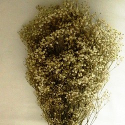 Gypsophilla Paniculata Seca — Floresfrescasonline