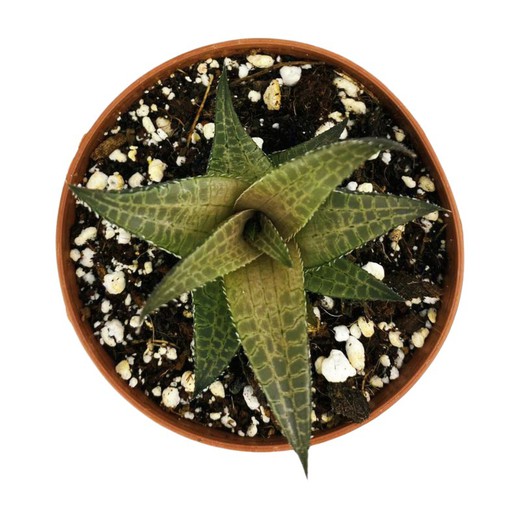 Haworthia Tesellata