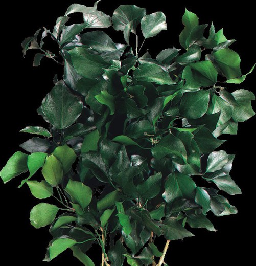 Hedera Arborea préservé