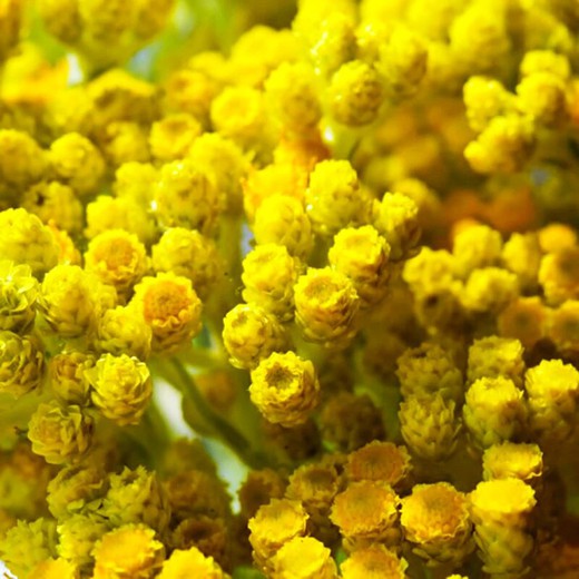 Helichrysum arenarium