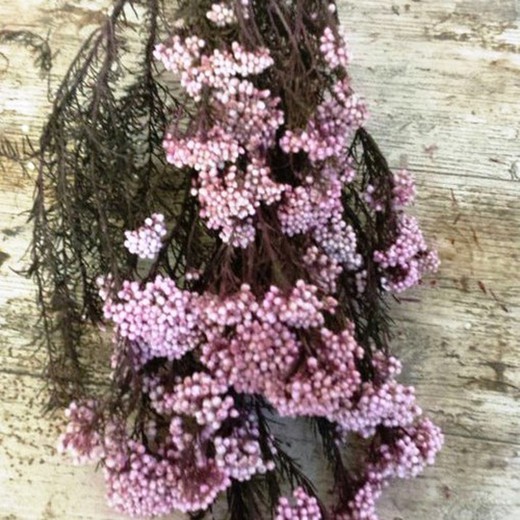 Helichrysum Diosmi Colores Preservado