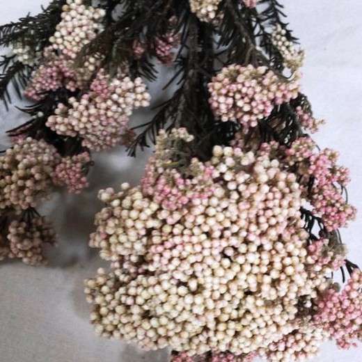 Helichrysum Diosmi Preservado