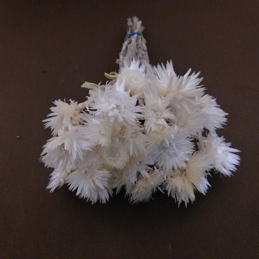 Helichrysum vestitum seco