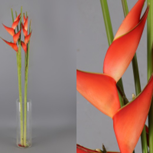 Heliconia Tropical Red