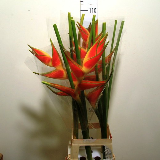 Wagnerian Heliconia