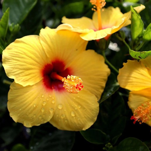 Hibiscus Deco