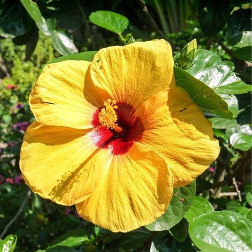 Hibiscus Rosa Sinensis Groc