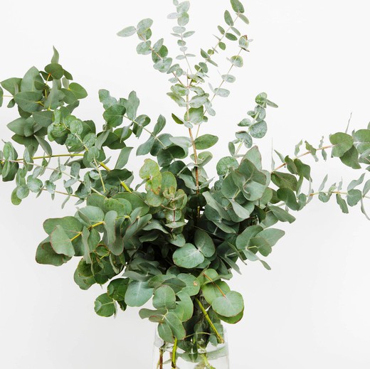 Feuilles d'eucalyptus USA (demi-bouquet)