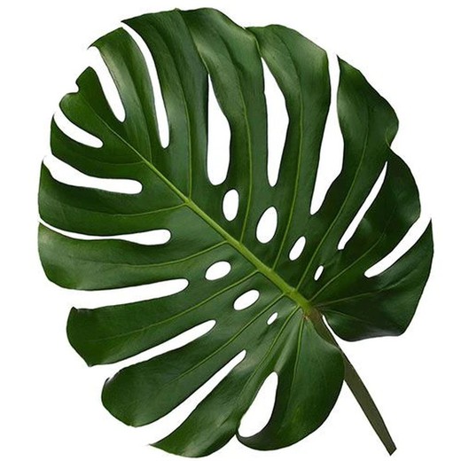 Feuilles de Monstera (5 unités)