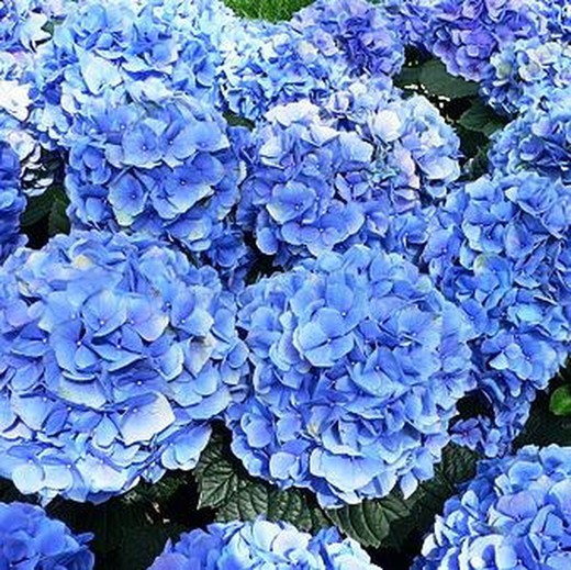 Hortensias bleus