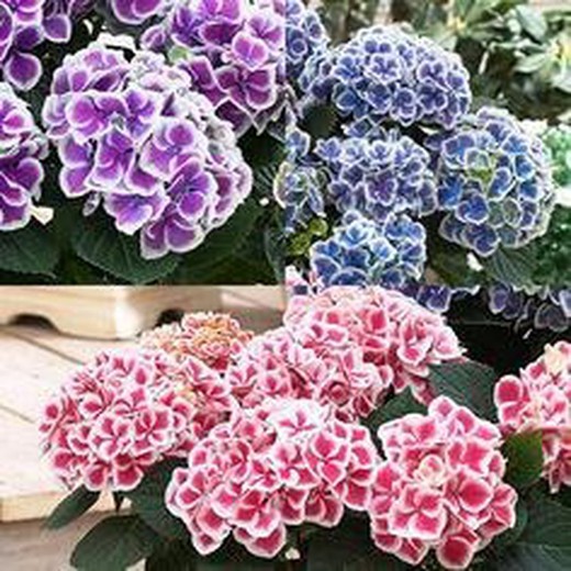 Hortensias bicolores