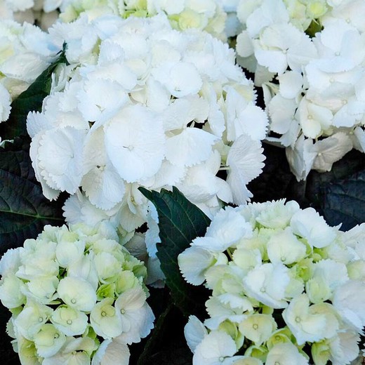 Hortensias blancs