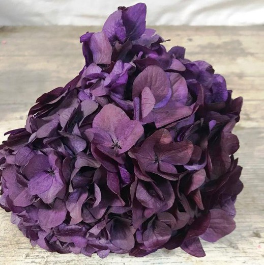 Hortensias Preservadas — Floresfrescasonline