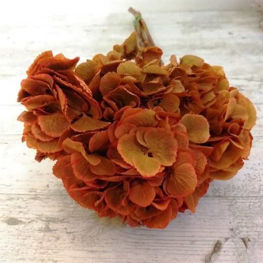 Hortensias Preservadas — Floresfrescasonline