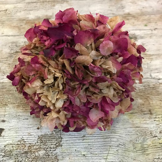 Hortensias Preservadas — Floresfrescasonline