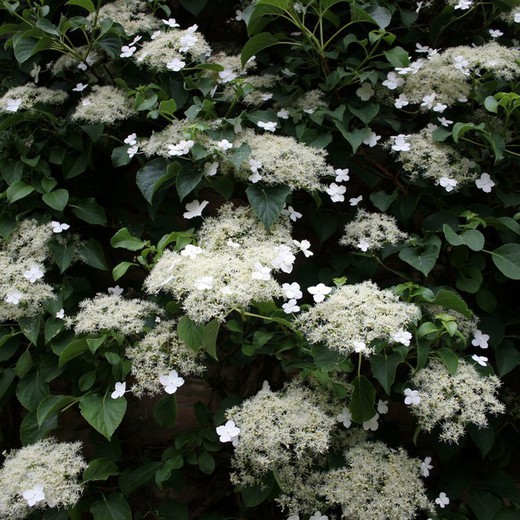 hortènsies Enfiladisses