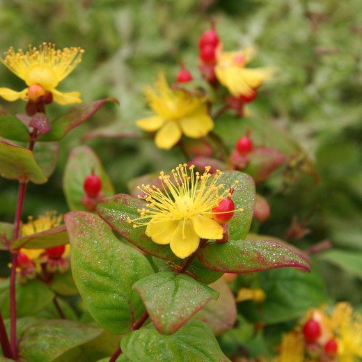 Hypericum Miracle 10 L