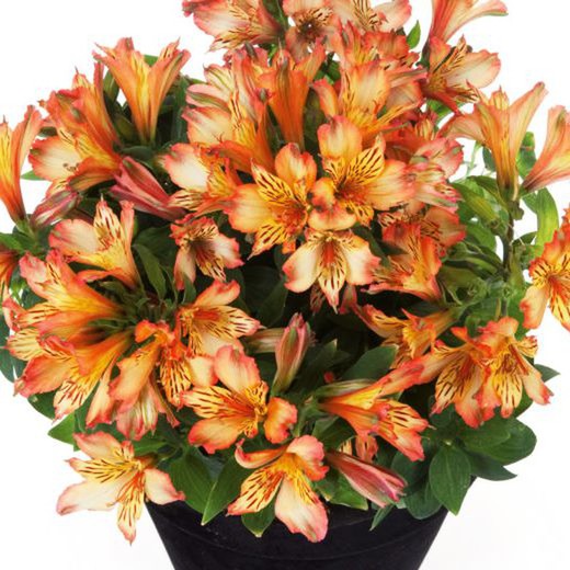 Alstroemeria Inticancha Bryce Orange