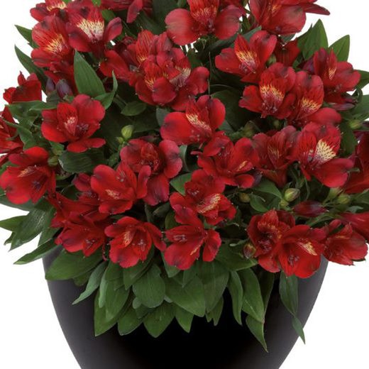 Alstroemeria Inticancha Doba