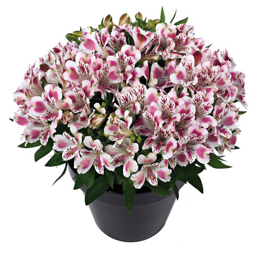 Alstroemeria Inticancha White Pink Blush