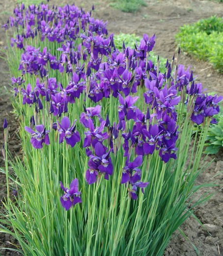 Iris Sibirica