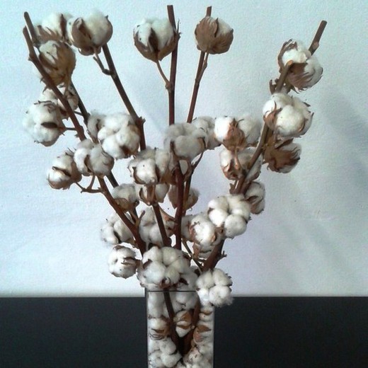 Jarra com flores de algodão