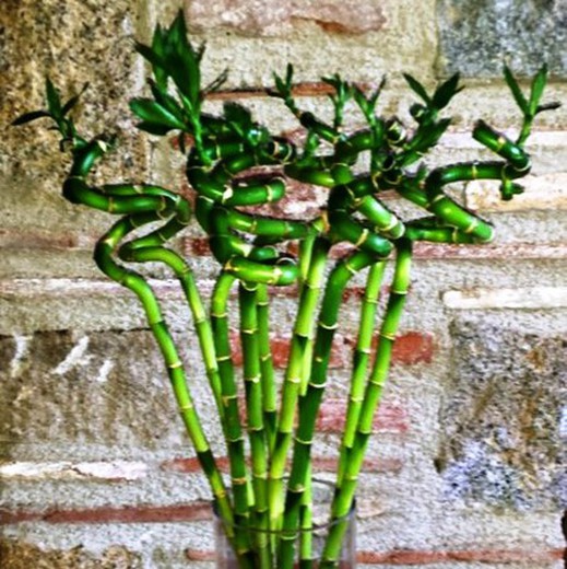 Vaso de cristal com bambu decorativo