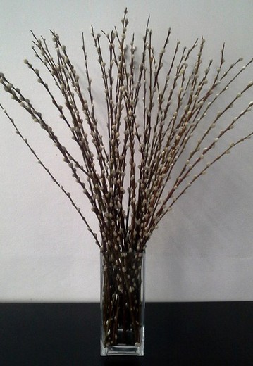 Vase Salix le chat