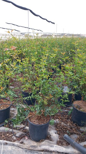 Jasminum Officinale Grandiflora Blanco