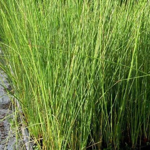 Juncus Effussus