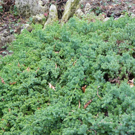 Junípero Procumbens Nana