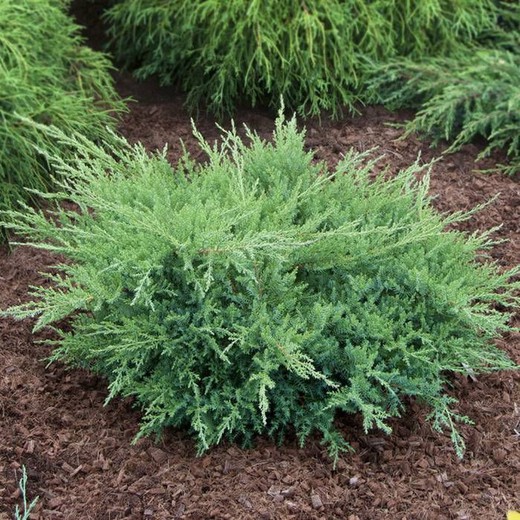 Juniperus Sabina Tamarascifolia