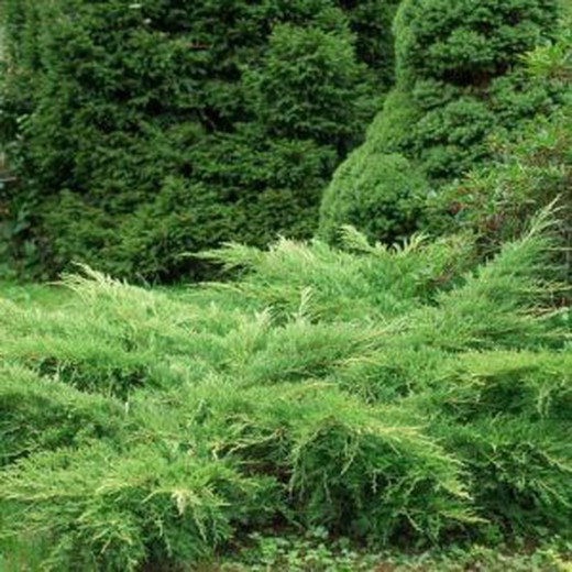 Juniperus x virginiana 'Hetzii
