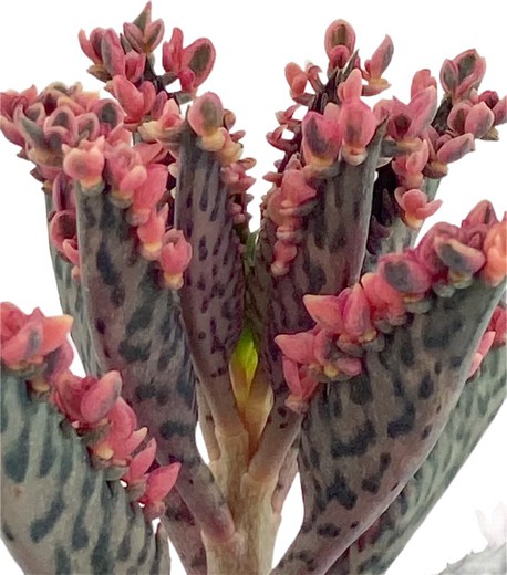 Kalanchoe Daigremontiana