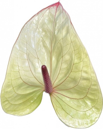 Anthurium Kaseko