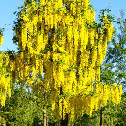 Laburnum Watereri Vossi