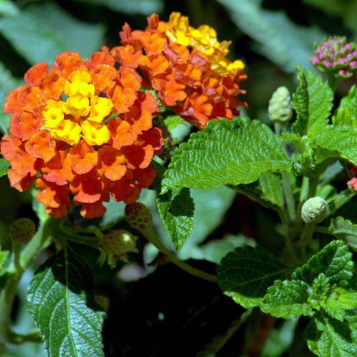 Lantana Bandera