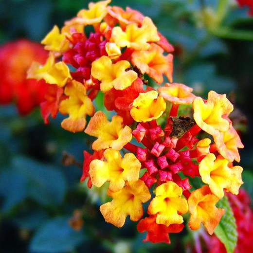 Lantana Câmara