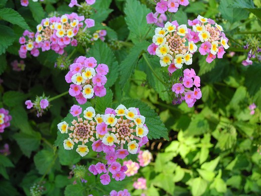 Lantana Camara Angie Fresa Tricolor