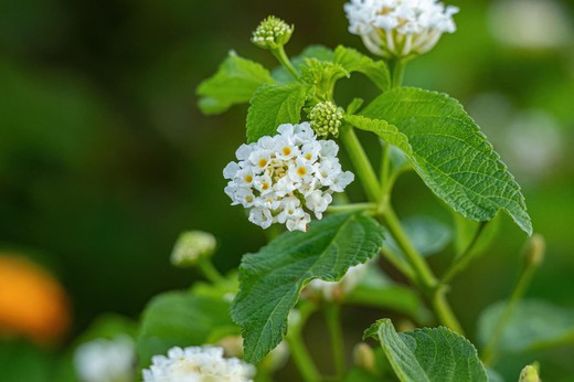 Lantana Camara Blanca