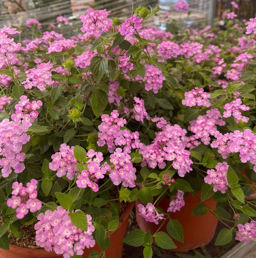 Lantana Delicatissima Violeta