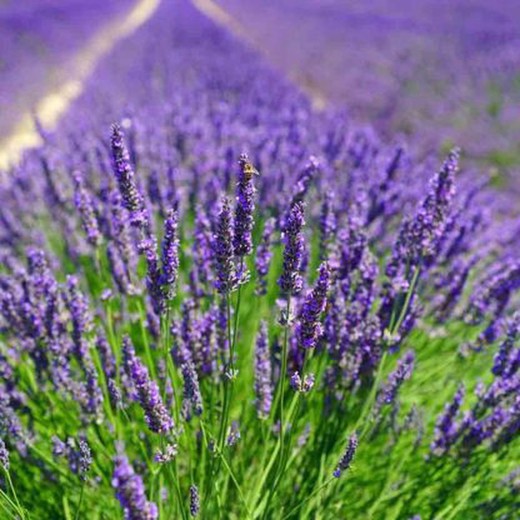 Lavandula Angustifolia (lavanda)