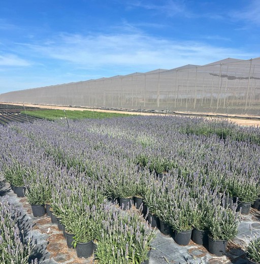 Lavandula Dentana (Lavanda)