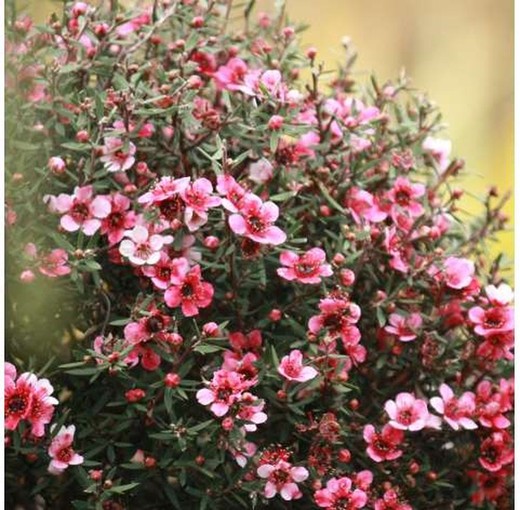 Leptospermum Scoparium