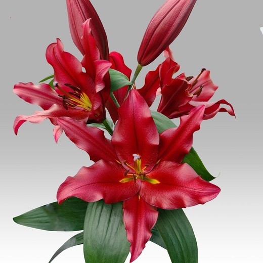 Lys Oriental Noble Star