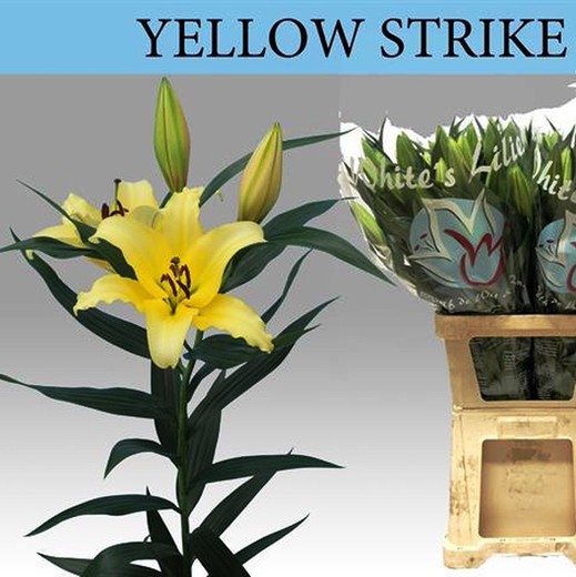 Lillium Oriental Yellow Strike