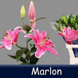 Lillium Oriental Marlon — Floresfrescasonline